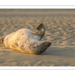 Phoque commun, ou veau marin (Phoca vitulina)