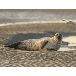 Phoque commun, ou veau marin (Phoca vitulina)