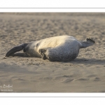 Phoque commun, ou veau marin (Phoca vitulina)