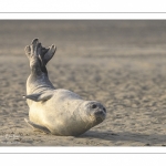 Phoque commun, ou veau marin (Phoca vitulina)