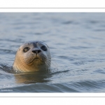 Phoque commun, ou veau marin (Phoca vitulina)