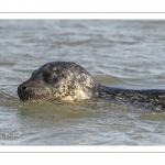 Phoque commun, ou veau marin (Phoca vitulina)