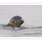 Phoque commun, ou veau marin (Phoca vitulina)