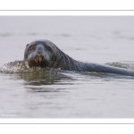 phoque gris (Halichoerus grypus)