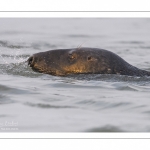 phoque gris (Halichoerus grypus)