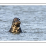 phoque gris (Halichoerus grypus)