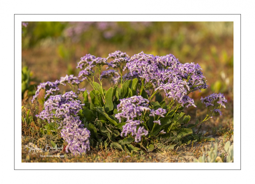 Lilas de mer (statices sauvages)