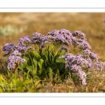 Lilas de mer (statices sauvages)