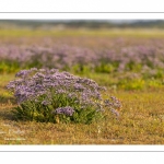 Lilas de mer (statices sauvages)