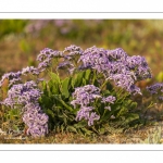 Lilas de mer (statices sauvages)