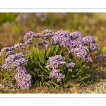 Lilas de mer (statices sauvages)