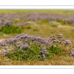 Lilas de mer (statices sauvages)