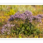 Lilas de mer (statices sauvages)