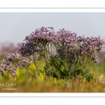 Lilas de mer (statices sauvages)