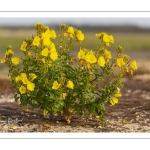 onagre bisannuelle (Oenothera biennis)