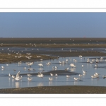 Les oiseaux dans la baie de Somme à marée basse