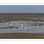 Les oiseaux dans la baie de Somme à marée basse