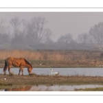 Chevaux Henson au marais du Crotoy (baie de Somme)