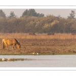 Chevaux Henson au marais du Crotoy (baie de Somme)