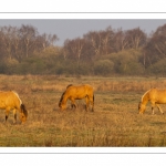 Chevaux Henson au marais du Crotoy (baie de Somme)