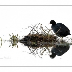 Foulque macroule (Fulica atra - Eurasian Coot) affairé à la construction du nid au printemps