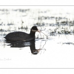 Foulque macroule (Fulica atra - Eurasian Coot) affairé à la construction du nid au printemps