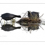 Foulque macroule (Fulica atra - Eurasian Coot) affairé à la construction du nid au printemps