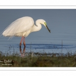 Grande Aigrette (Ardea alba - Great Egret) en plumage nuptial venue pêcher au marais du Crotoy