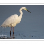 Grande Aigrette (Ardea alba - Great Egret) en plumage nuptial venue pêcher au marais du Crotoy