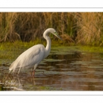 Grande Aigrette (Ardea alba - Great Egret) en plumage nuptial venue pêcher au marais du Crotoy