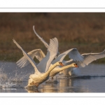 Cygne tuberculé (Cygnus olor - Mute Swan) qui défend son territoire et chasse les intrus