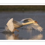 Cygne tuberculé (Cygnus olor - Mute Swan) qui défend son territoire et chasse les intrus