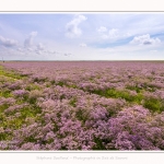 Plages_Maye_26_07_2016_001-border