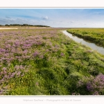 Plages_Maye_26_07_2016_006-border