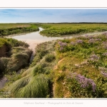 Plages_Maye_26_07_2016_011-border