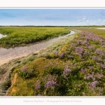 Plages_Maye_26_07_2016_012-border