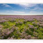 Plages_Maye_26_07_2016_022-border