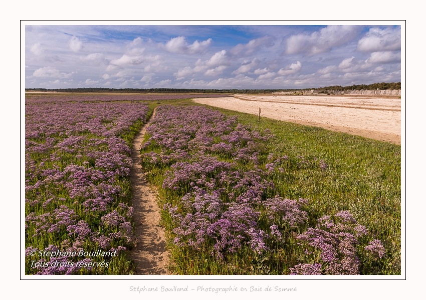 Saison : été - Lieu : Plages de la Maye, Réserve naturelle, Le Crotoy, Baie de Somme, Somme, Hauts-de-France, France.