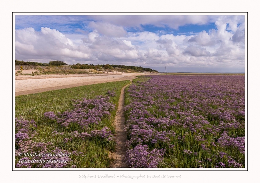 Les lilas de mers de la réserve naturelle de la Baie de Somme - Photos