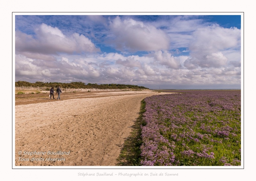 Saison : été - Lieu : Plages de la Maye, Réserve naturelle, Le Crotoy, Baie de Somme, Somme, Hauts-de-France, France.