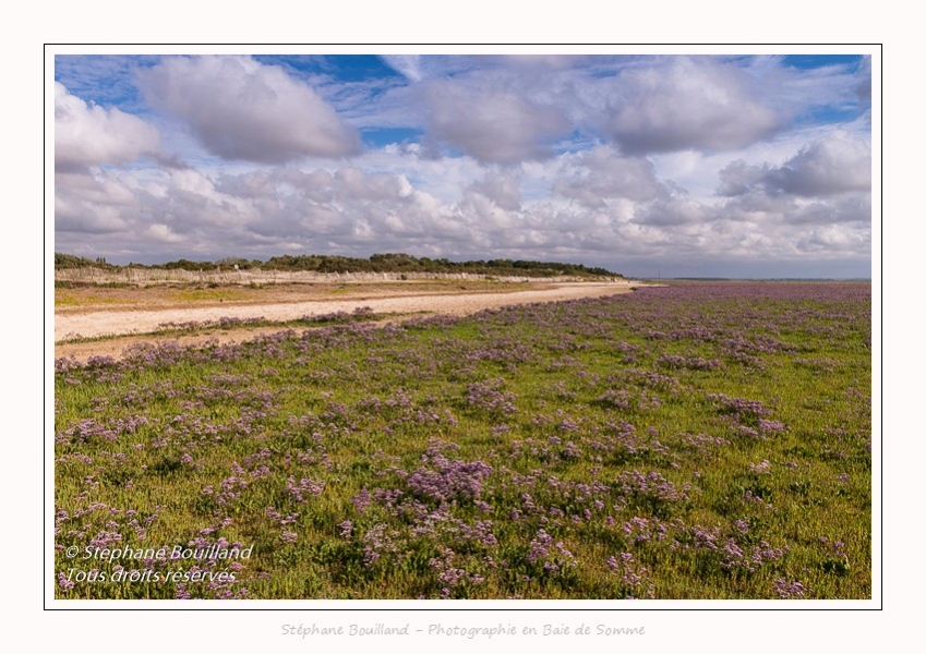 Saison : été - Lieu : Plages de la Maye, Réserve naturelle, Le Crotoy, Baie de Somme, Somme, Hauts-de-France, France.