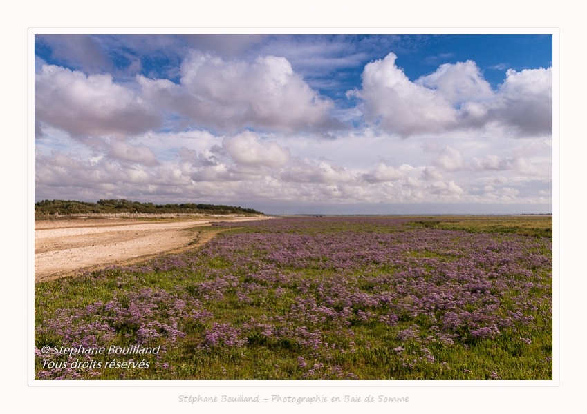 Saison : été - Lieu : Plages de la Maye, Réserve naturelle, Le Crotoy, Baie de Somme, Somme, Hauts-de-France, France.