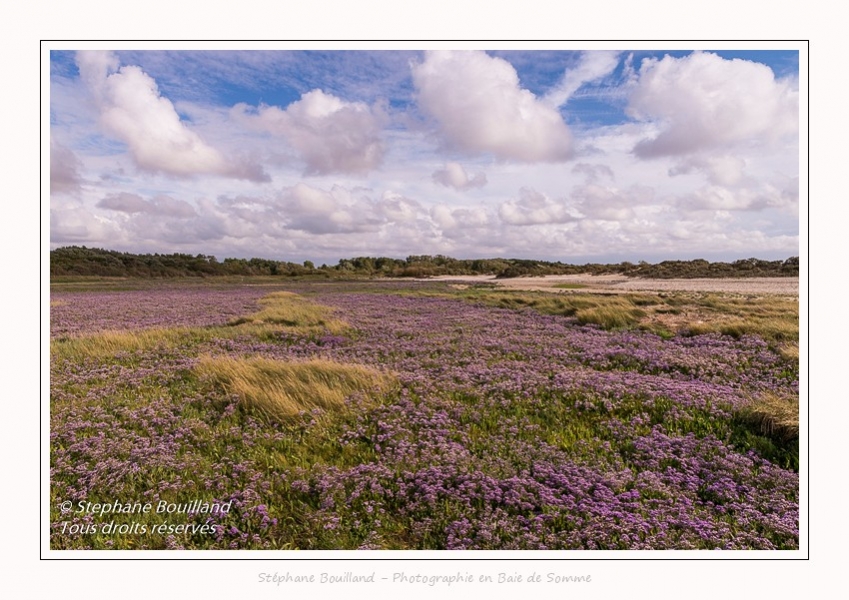 Saison : été - Lieu : Plages de la Maye, Réserve naturelle, Le Crotoy, Baie de Somme, Somme, Hauts-de-France, France.