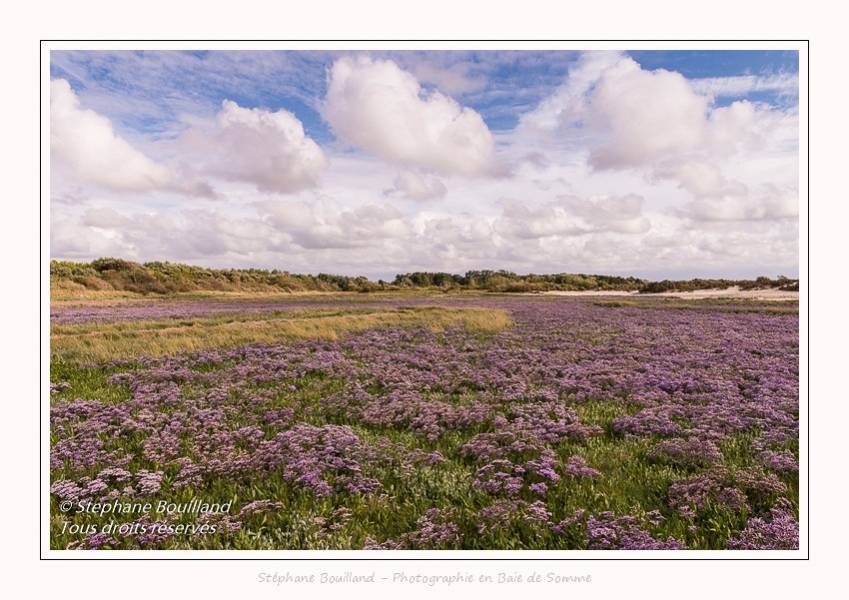 Saison : été - Lieu : Plages de la Maye, Réserve naturelle, Le Crotoy, Baie de Somme, Somme, Hauts-de-France, France.