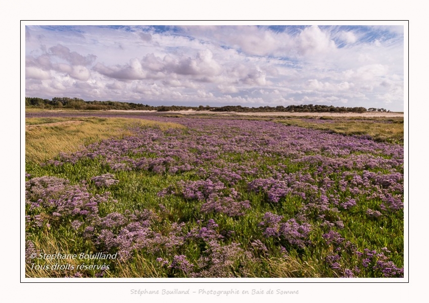 Saison : été - Lieu : Plages de la Maye, Réserve naturelle, Le Crotoy, Baie de Somme, Somme, Hauts-de-France, France.