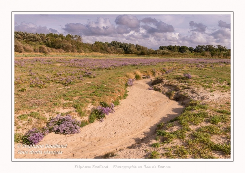 Saison : été - Lieu : Plages de la Maye, Réserve naturelle, Le Crotoy, Baie de Somme, Somme, Hauts-de-France, France.