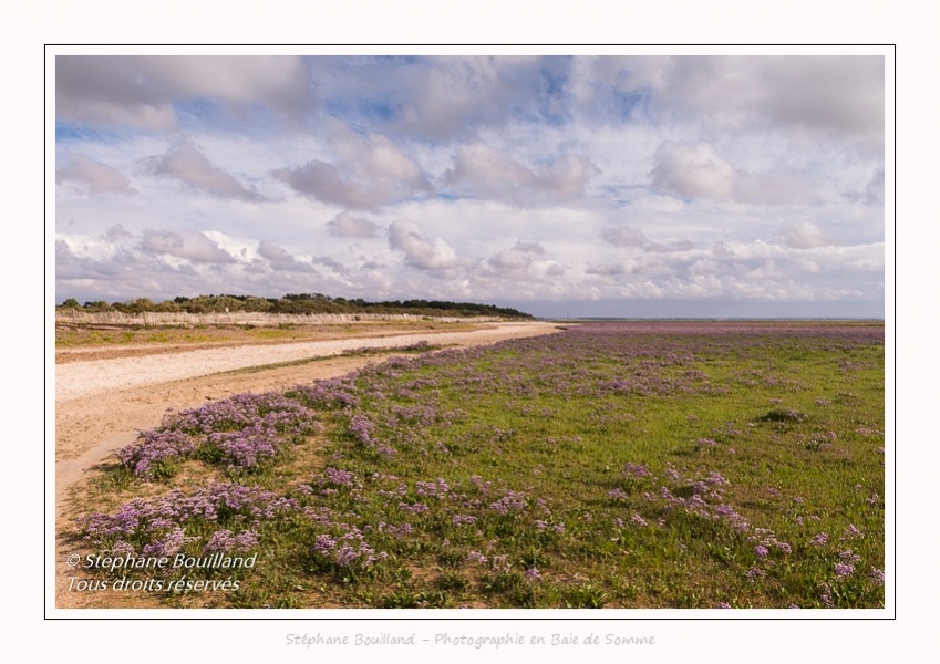 Saison : été - Lieu : Plages de la Maye, Réserve naturelle, Le Crotoy, Baie de Somme, Somme, Hauts-de-France, France.