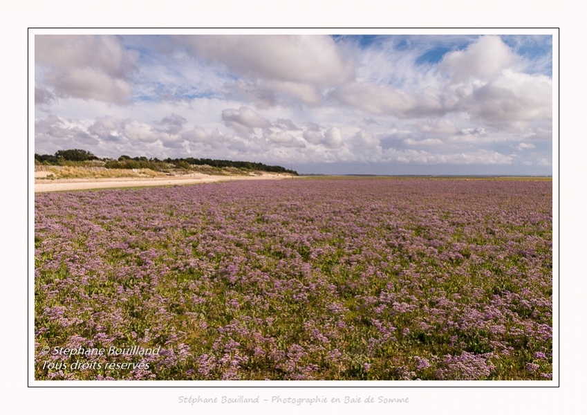 Lilas De Mer Baie De Somme