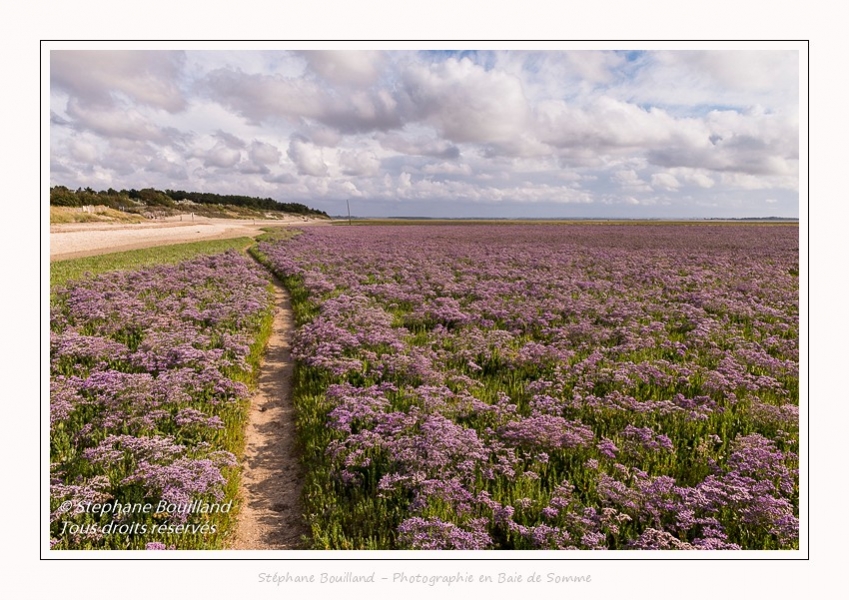 Saison : été - Lieu : Plages de la Maye, Réserve naturelle, Le Crotoy, Baie de Somme, Somme, Hauts-de-France, France.
