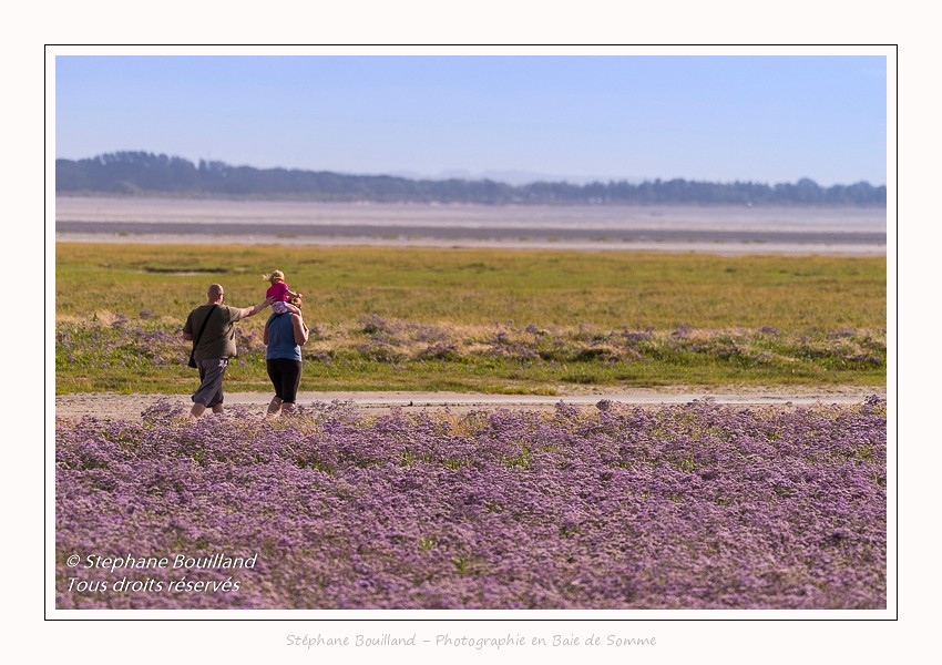 Saison : été - Lieu : Plages de la Maye, Réserve naturelle, Le Crotoy, Baie de Somme, Somme, Hauts-de-France, France.